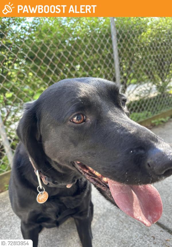 Found/Stray Female Dog last seen Roesta lane nw & refugee Road, Liberty Township, OH 43105