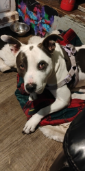 Lost Female Dog last seen 7th st and mcdowell, Phoenix, AZ 85006