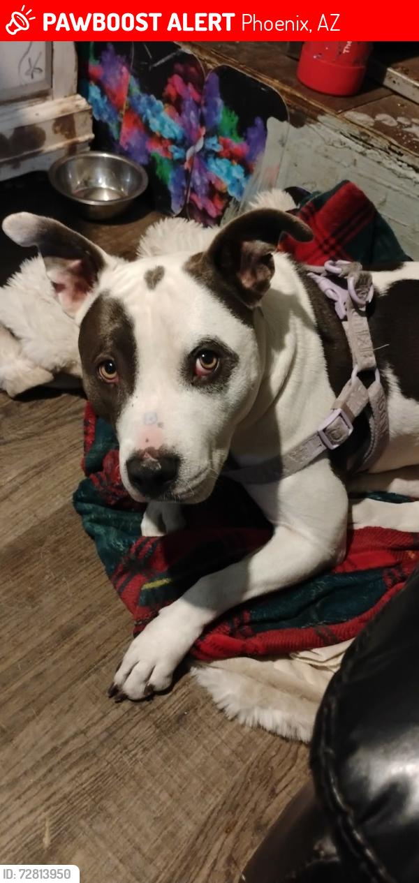 Lost Female Dog last seen 7th st and mcdowell, Phoenix, AZ 85006