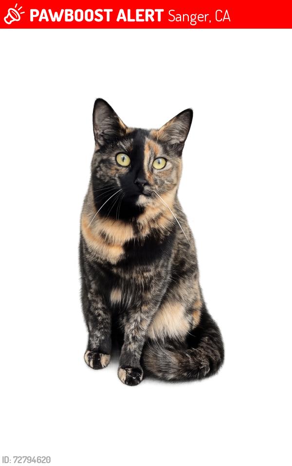 Lost Female Cat last seen Eden Ranch, Sanger, CA 93657