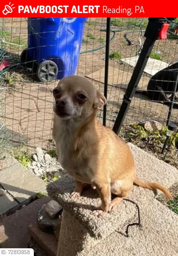 Lost Male Dog last seen Near Thorn st reading PA near Park, Reading, PA 19601