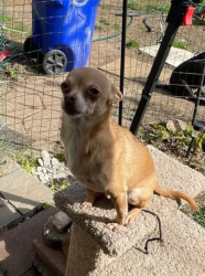 Lost Male Dog last seen Near Thorn st reading PA near Park, Reading, PA 19601