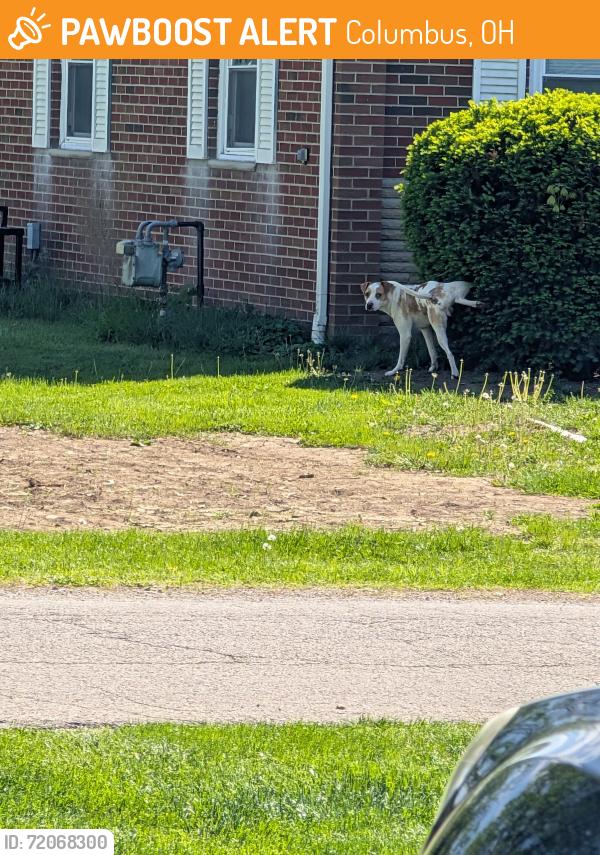 Found/Stray Male Dog last seen Rumsey hull, Columbus, OH 43207