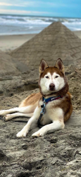 Lost Female Dog last seen Near 3656 reynolda rd at Starr Appliances , Winston-Salem, NC 27106