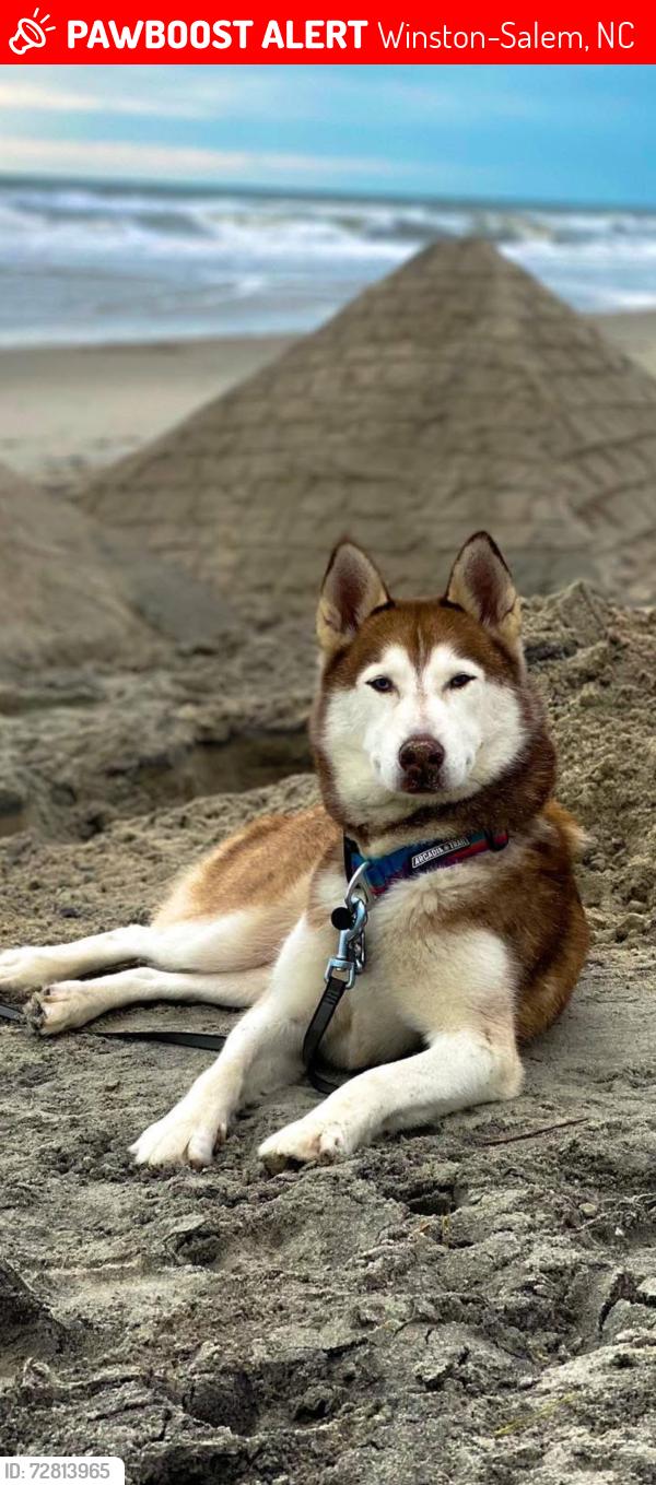 Lost Female Dog last seen Near 3656 reynolda rd at Starr Appliances , Winston-Salem, NC 27106