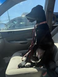Lost Female Dog last seen Impala wood’s subdivision , Onalaska, TX 77360