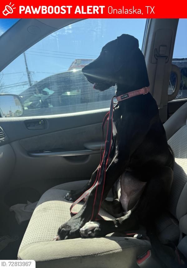 Lost Female Dog last seen Impala wood’s subdivision , Onalaska, TX 77360