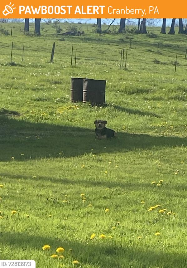 Found/Stray Female Dog last seen dog began heading west up peg a nal road, Cranberry, PA 16319