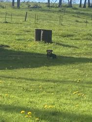 Found/Stray Female Dog last seen dog began heading west up peg a nal road, Cranberry, PA 16319
