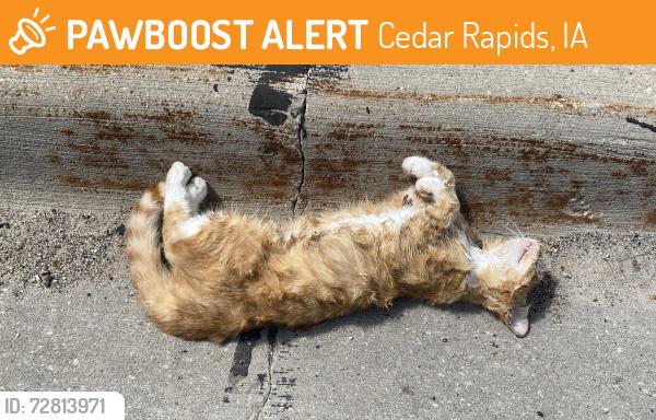 Found/Stray Unknown Cat last seen Amber, Cedar Rapids, IA 52402