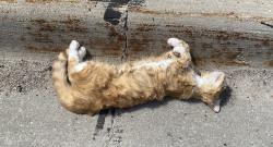 Found/Stray Unknown Cat last seen Amber, Cedar Rapids, IA 52402