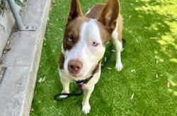 Shelter Stray Male Dog last seen , Los Angeles, CA 90047