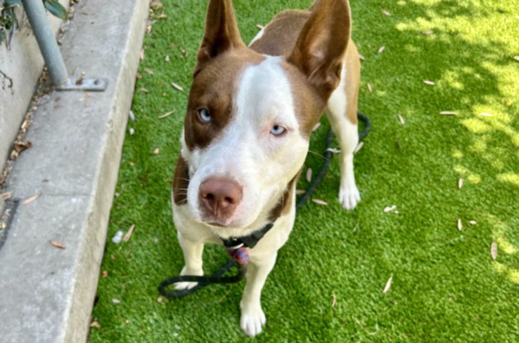 Shelter Stray Male Dog last seen , Los Angeles, CA 90047