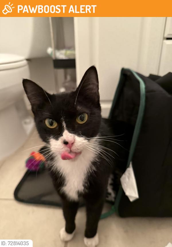 Found/Stray Female Cat last seen Ravenwoods , North Vancouver, BC V7G 0A9
