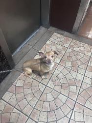 Found/Stray Female Dog last seen Around the area, New York, NY 10453