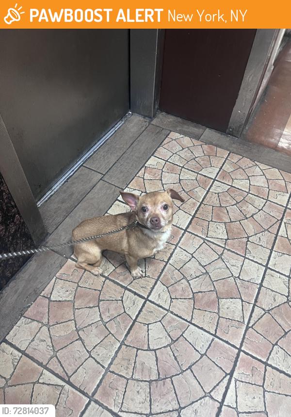 Found/Stray Female Dog last seen Around the area, New York, NY 10453