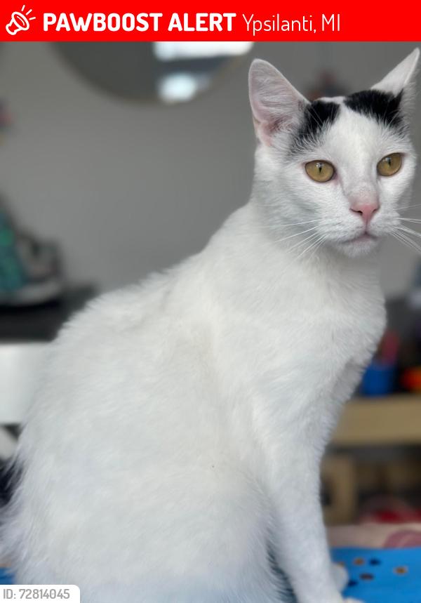 Lost Male Cat last seen Greene Farm Drive, Ypsilanti, MI 48197
