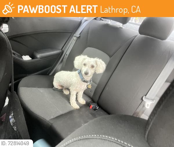 Found/Stray Male Dog last seen ‎11800 S Harlan Rd, Lathrop CA, Lathrop, CA 95330
