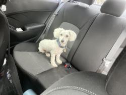 Found/Stray Male Dog last seen ‎11800 S Harlan Rd, Lathrop CA, Lathrop, CA 95330