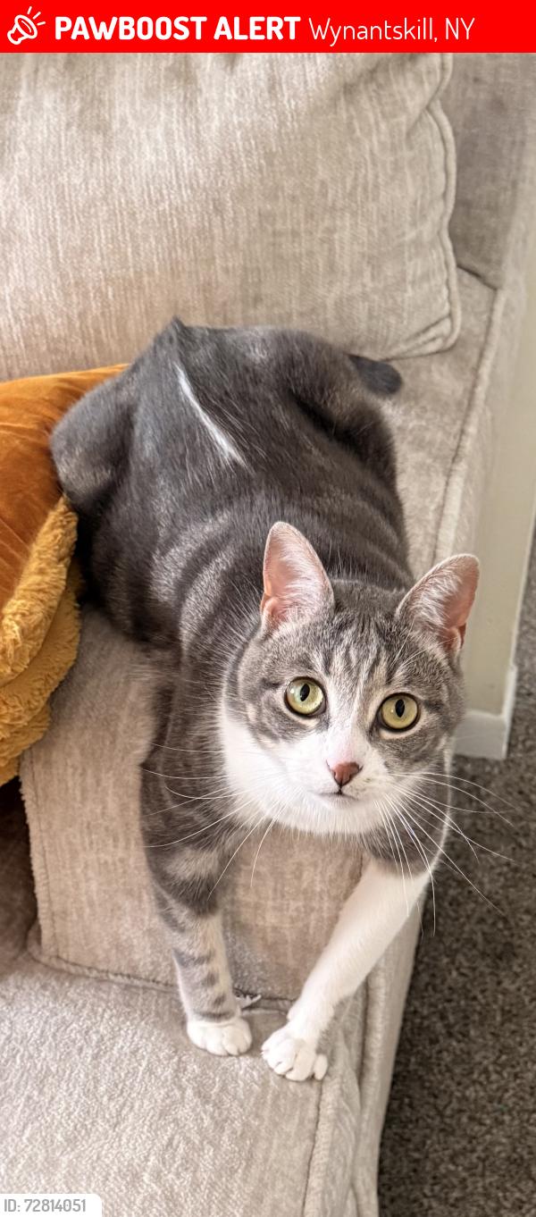 Lost Female Cat last seen Snyders lake road and Ruffinen Drive , Wynantskill, NY 12198