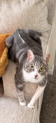 Lost Female Cat last seen Snyders lake road and Ruffinen Drive , Wynantskill, NY 12198