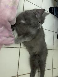 Found/Stray Female Cat last seen Carsons car detailing and the east huntington vfd, Tarrs, PA 15679