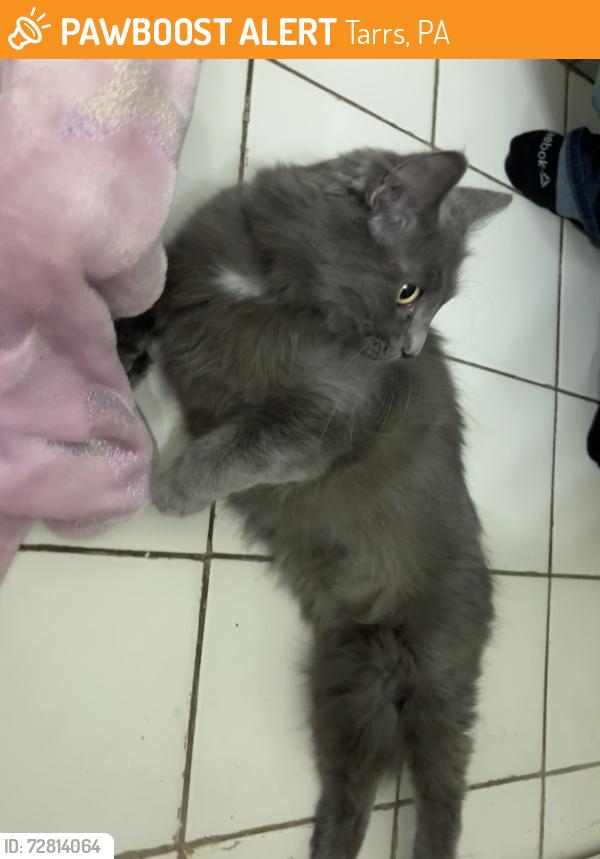 Found/Stray Female Cat last seen Carsons car detailing and the east huntington vfd, Tarrs, PA 15679
