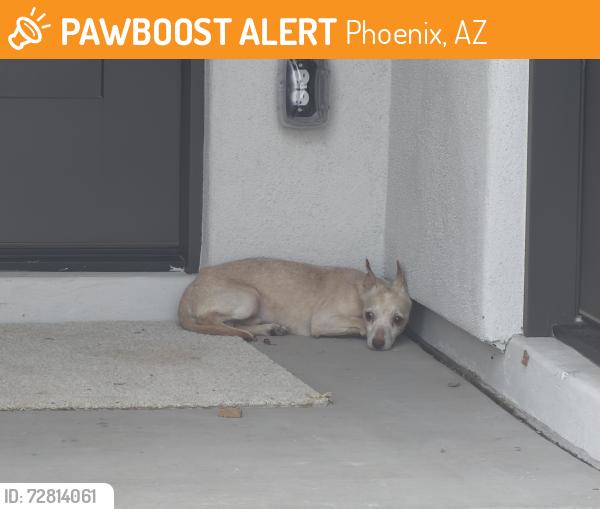 Found/Stray Male Dog last seen 29th Place and Utopia , Phoenix, AZ 85050