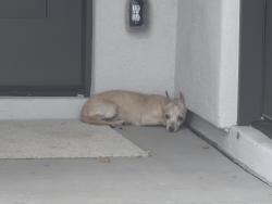 Found/Stray Male Dog last seen 29th Place and Utopia , Phoenix, AZ 85050