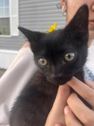 Lost Female Cat last seen Near Fenetre rd, Scott, LA 70583