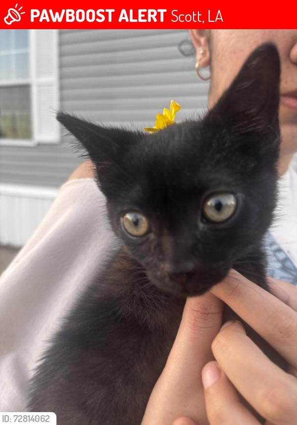 Lost Female Cat last seen Near Fenetre rd, Scott, LA 70583