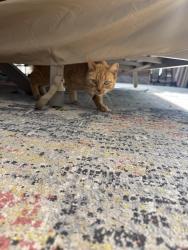 Found/Stray Unknown Cat last seen N. Indiana and 68th Terrace, Gladstone, MO 64118