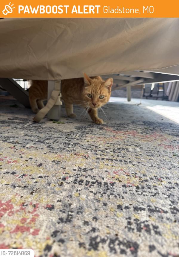 Found/Stray Unknown Cat last seen N. Indiana and 68th Terrace, Gladstone, MO 64118