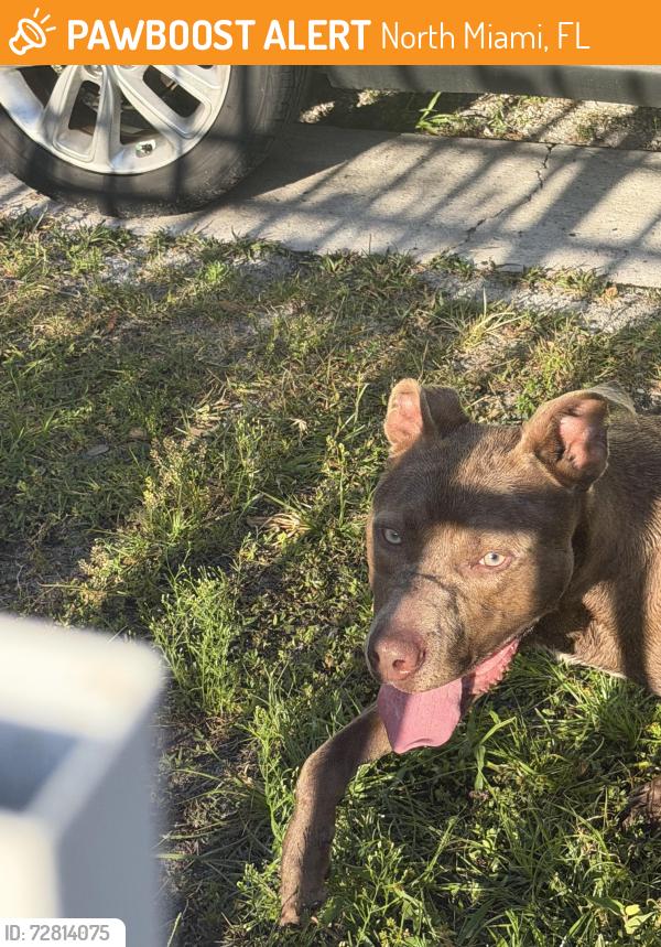 Found/Stray Male Dog last seen North Miami Pool, North Miami, FL 33168