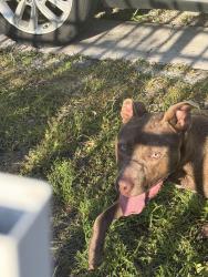 Found/Stray Male Dog last seen North Miami Pool, North Miami, FL 33168