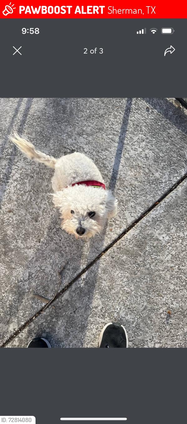 Lost Female Dog last seen Taylor and wharton, Sherman, TX 75092