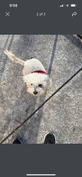 Lost Female Dog last seen Taylor and wharton, Sherman, TX 75092
