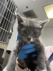 Shelter Stray Male Cat last seen Oakland, CA 94605, Oakland, CA 94601