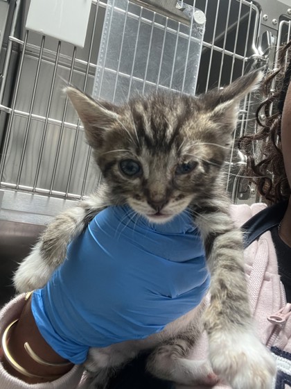 Shelter Stray Male Cat last seen Oakland, CA 94605, Oakland, CA 94601