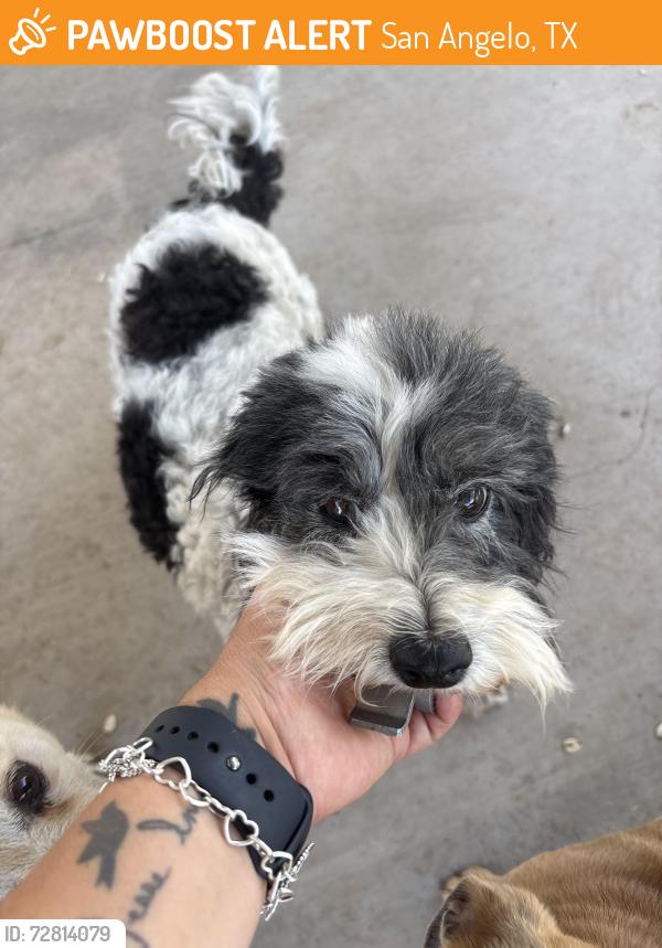 Found/Stray Male Dog last seen Jefferson & Walnut Street - San Angelo, Tx, San Angelo, TX 76901