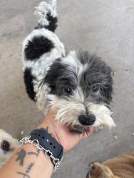 Found/Stray Male Dog last seen Jefferson & Walnut Street - San Angelo, Tx, San Angelo, TX 76901