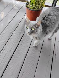 Found/Stray Unknown Cat last seen Oaks of Atlantic Beach Wonderwood, Jacksonville, FL 32233
