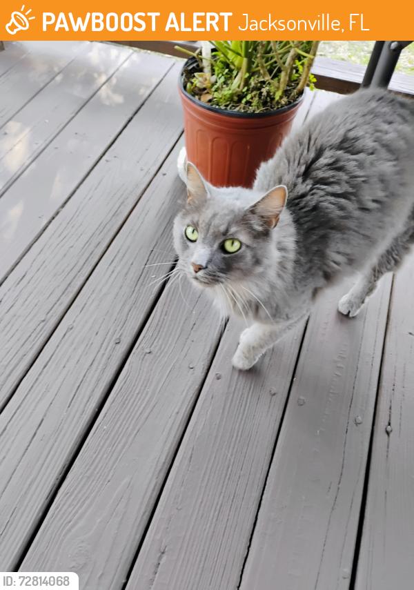 Found/Stray Unknown Cat last seen Oaks of Atlantic Beach Wonderwood, Jacksonville, FL 32233