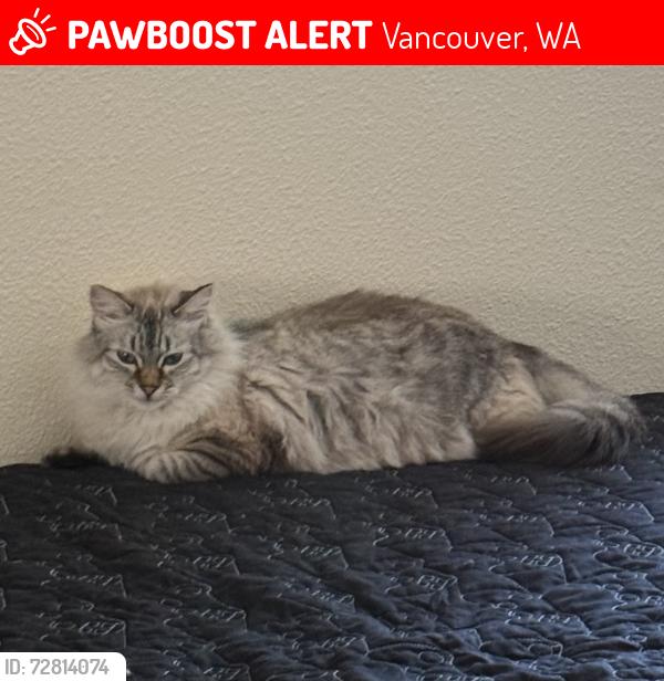 Lost Female Cat last seen NW 149th St & NW 21st Ave, Vancouver, WA 98685
