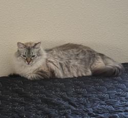 Lost Female Cat last seen NW 149th St & NW 21st Ave, Vancouver, WA 98685