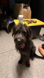 Found/Stray Male Dog last seen mesa fire station 221, Mesa, AZ 85212