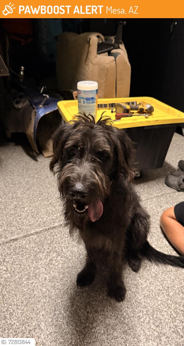 Found/Stray Male Dog last seen mesa fire station 221, Mesa, AZ 85212