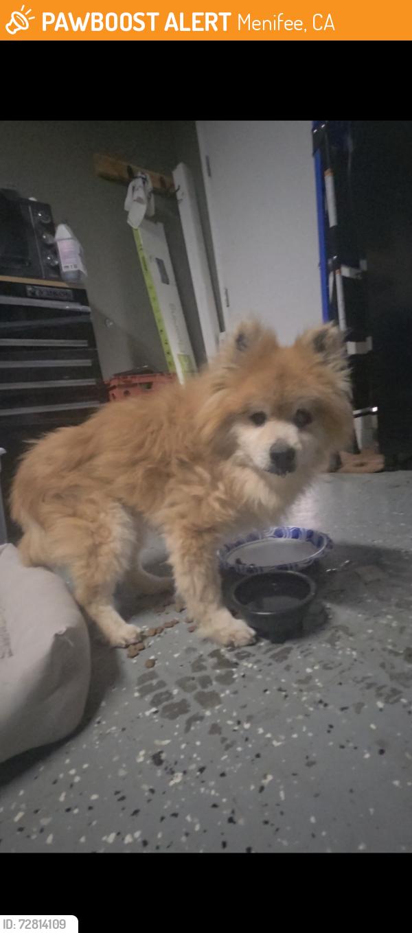 Found/Stray Male Dog last seen Near Willows Landing Dr , Menifee, CA 92585