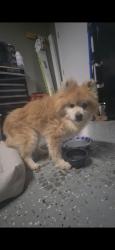 Found/Stray Male Dog last seen Near Willows Landing Dr , Menifee, CA 92585