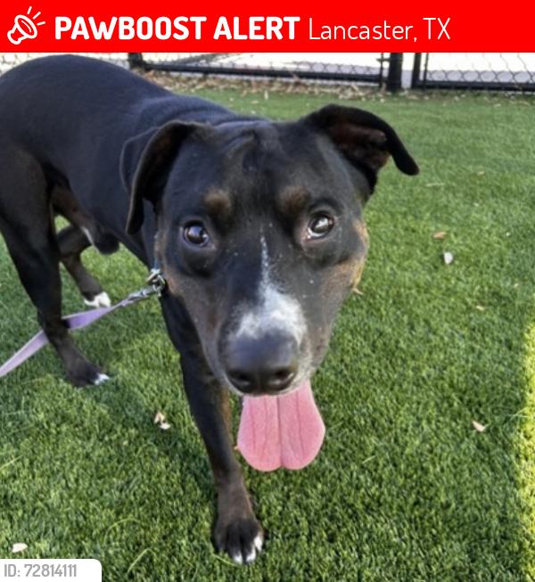 Lost Male Dog last seen Meadow view, Lancaster, TX 75134